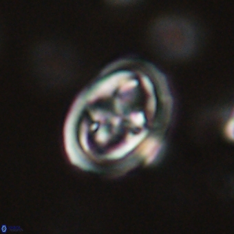 Derivanturportantes krimmenostavro 67104