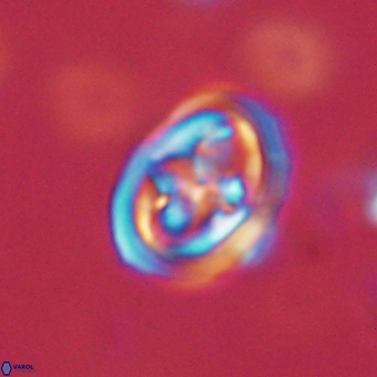 Derivanturportantes krimmenostavro 67105