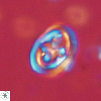 Derivanturportantes krimmenostavro 67105