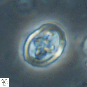 Derivanturportantes krimmenostavro 67114
