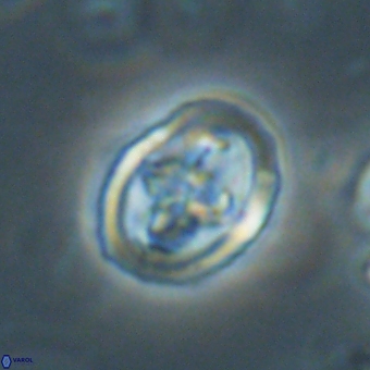 Derivanturportantes krimmenostavro 67114