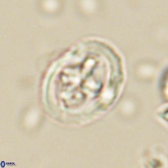 Derivanturportantes krimmenostavro 67115