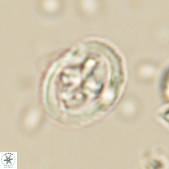 Derivanturportantes krimmenostavro 67115