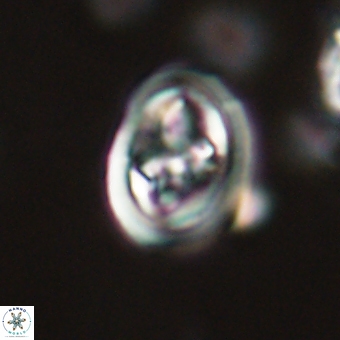 Derivanturportantes krimmenostavro 67116