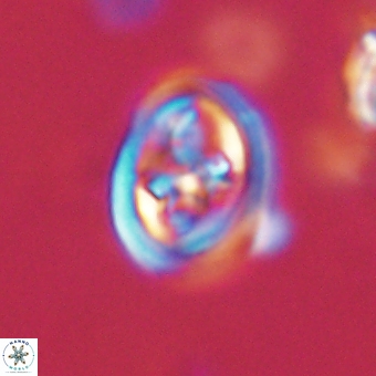 Derivanturportantes krimmenostavro 67117