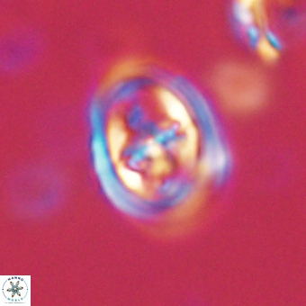 Derivanturportantes krimmenostavro 67110