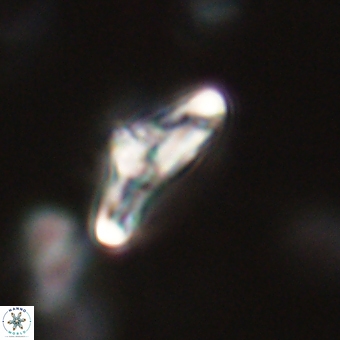 Derivanturportantes krimmenostavro 67127