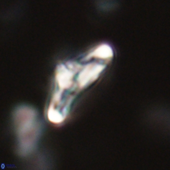 Derivanturportantes krimmenostavro 67127