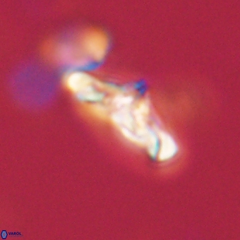 Derivanturportantes krimmenostavro 67134