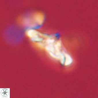 Derivanturportantes krimmenostavro 67134