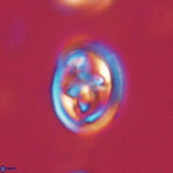 Derivanturportantes krimmenostavro 67135