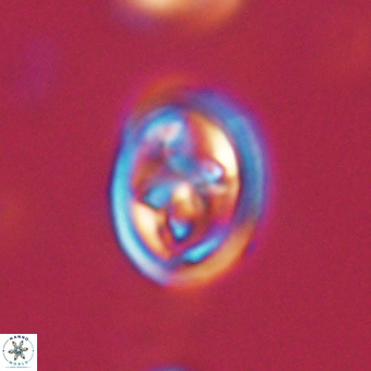 Derivanturportantes krimmenostavro 67135