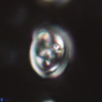 Derivanturportantes krimmenostavro 67136