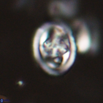 Derivanturportantes krimmenostavro 67138