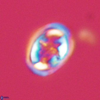 Derivanturportantes krimmenostavro 69357