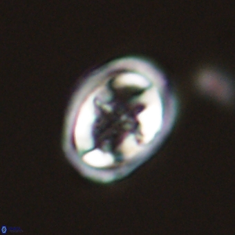 Derivanturportantes krimmenostavro 69358