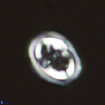 Derivanturportantes krimmenostavro 69359