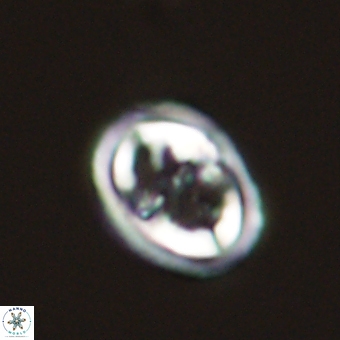 Derivanturportantes krimmenostavro 69359