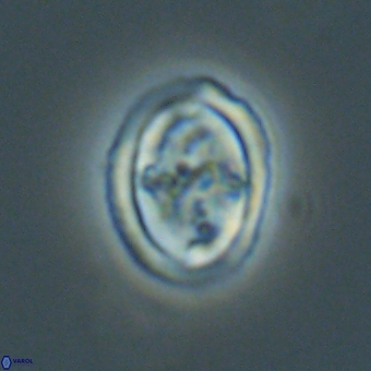 Derivanturportantes krimmenostavro 69369