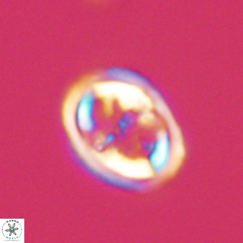 Derivanturportantes krimmenostavro 69360