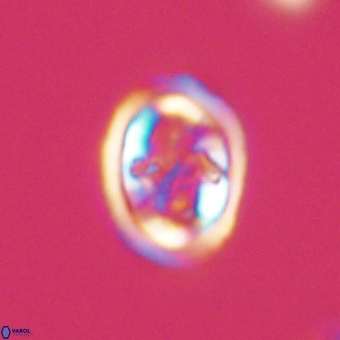 Derivanturportantes krimmenostavro 69361