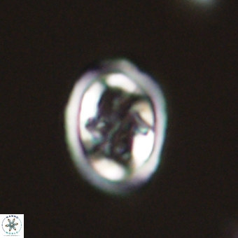 Derivanturportantes krimmenostavro 69362