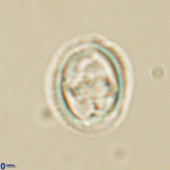 Derivanturportantes krimmenostavro 69363