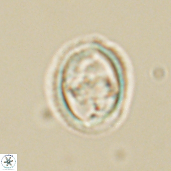 Derivanturportantes krimmenostavro 69363