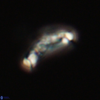 Derivanturportantes krimmenostavro 69375