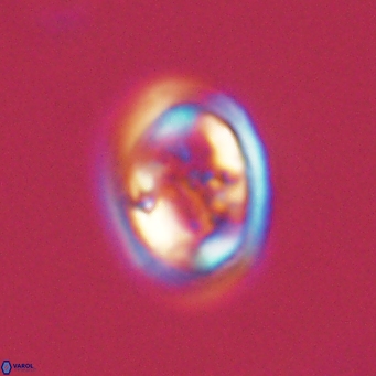 Derivanturportantes krimmenostavro 69377