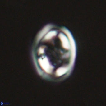 Derivanturportantes krimmenostavro 69378