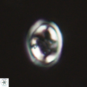 Derivanturportantes krimmenostavro 69378