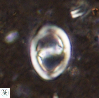Derivanturportantes sigmoides 49701