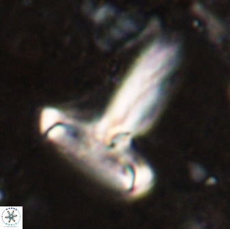 Derivanturportantes sigmoides 49986