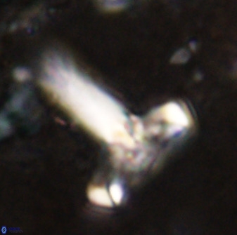 Derivanturportantes sigmoides 49989