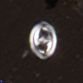 Derivanturportantes sigmoides 49902