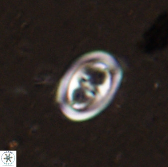 Derivanturportantes sigmoides 49906