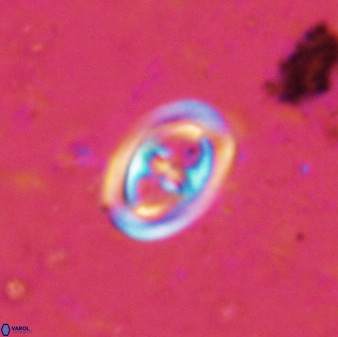 Derivanturportantes sigmoides 49907