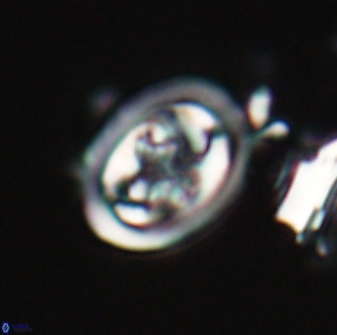 Derivanturportantes sigmoides 21139