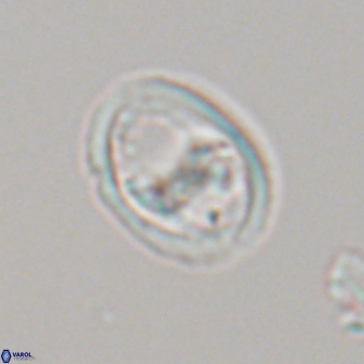 Derivanturportantes sigmoides 22242