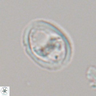 Derivanturportantes sigmoides 22242