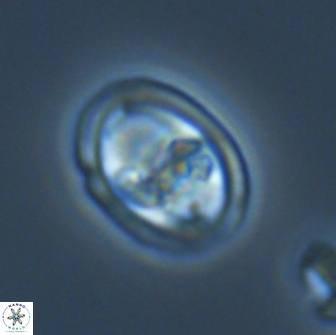 Derivanturportantes sigmoides 22243
