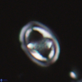 Derivanturportantes sigmoides 22235