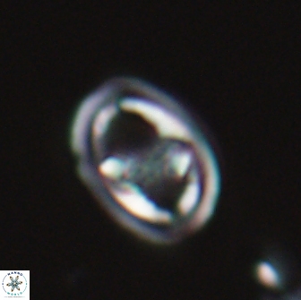 Derivanturportantes sigmoides 22235