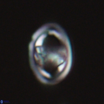 Derivanturportantes sigmoides 22237