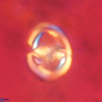 Derivanturportantes sigmoides VR 00753