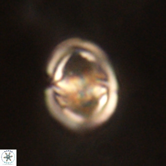 Derivanturportantes sigmoides VR 00754