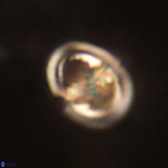 Derivanturportantes sigmoides VR 00755