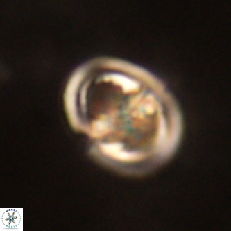 Derivanturportantes sigmoides VR 00755