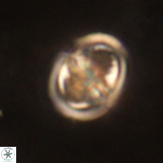 Derivanturportantes sigmoides VR 00760